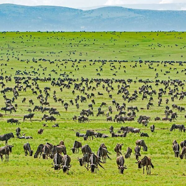 Serengeti National Amazing africa