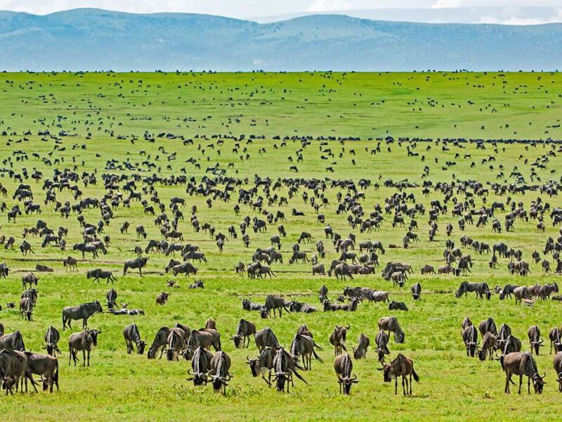 Serengeti National Amazing africa