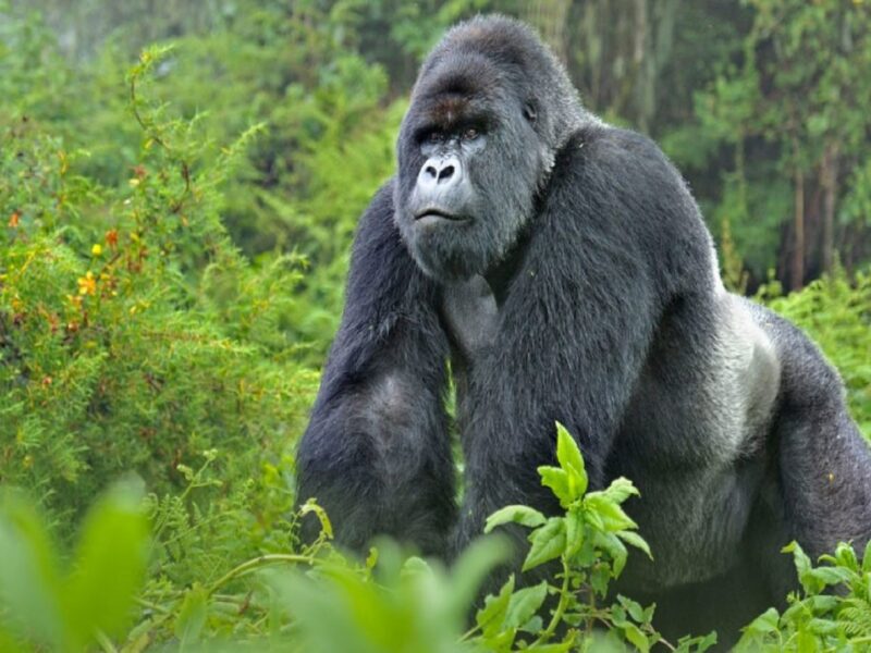 gorilla treking safaris