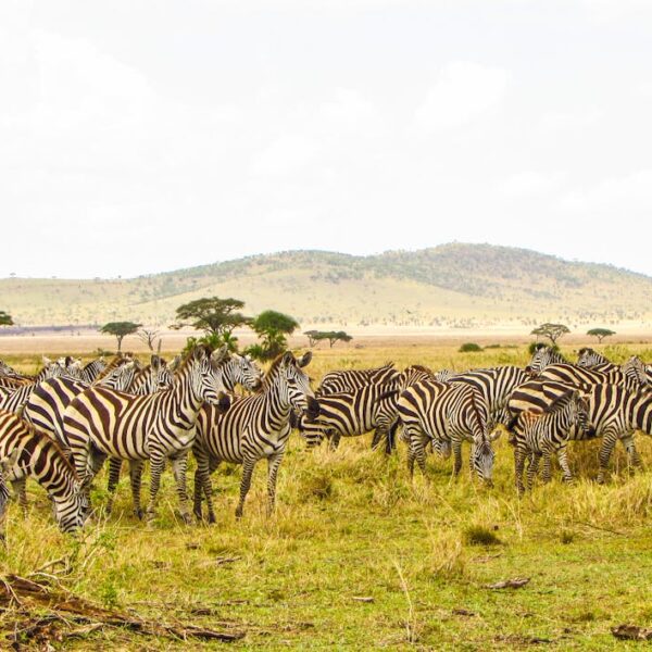 zebras amazing safaris