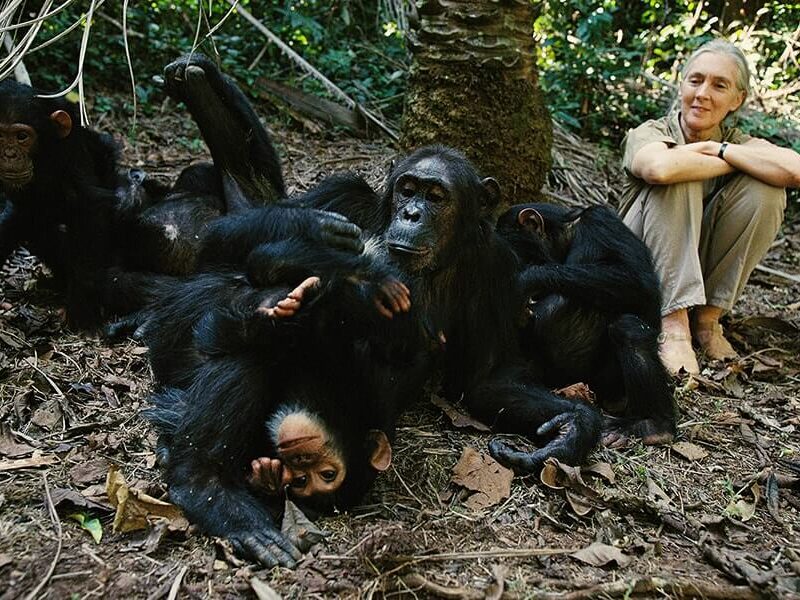 Unforgettable Chimpanzee Trek