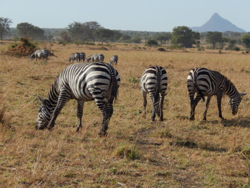 zebras amazing safaris