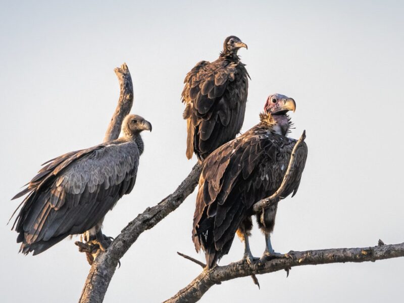 birding in kibale